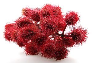 Castor Oil Raw Materials To Be Sold 29819 2.jpeg