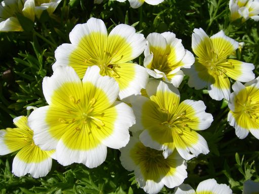 Meadowfoam Seed Oil Raw Materials To Be Sold 29891 2.jpeg